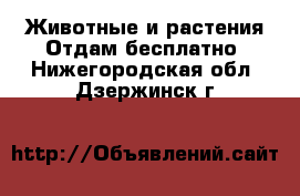 Животные и растения Отдам бесплатно. Нижегородская обл.,Дзержинск г.